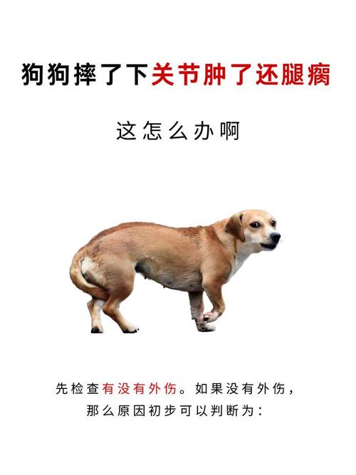 2022年澳门开奖结果和被狗主人殴打致骨折与狗被打骨折了怎么办