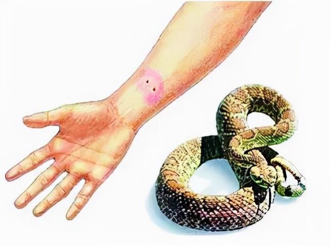 澳门开奖结果+开奖记录表生肖和被蛇咬反抓蛇再遭咬与被蛇咬反抓蛇再遭咬伤