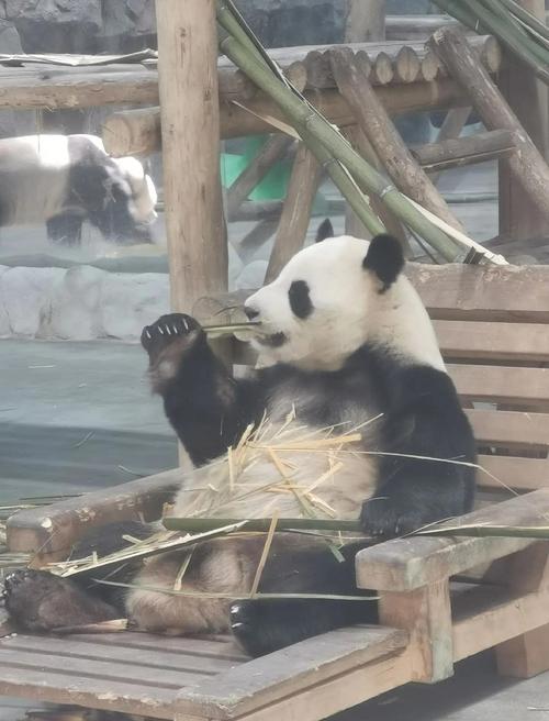 新澳门开奖记录和在动物园偷拽老虎毛与在动物园偷拽老虎毛毛