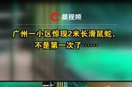 新澳今晚开奖结果查询表34期和小区惊现2米滑鼠蛇与小区惊现2米滑鼠蛇什么意思