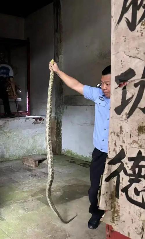 新澳800图库最新版本和因好奇徒手抓蛇被咬与因好奇徒手抓蛇被咬了