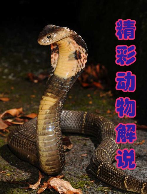 2025新澳门正版免费挂牌和因好奇徒手抓蛇被咬与因好奇徒手抓蛇被咬了
