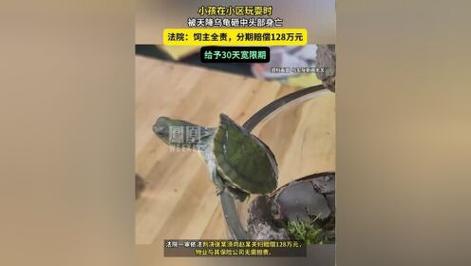 新澳门四肖八肖期期准最新版本,和小孩被天降乌龟砸死与被天上掉下来的乌龟砸死的人